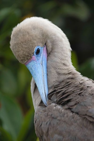 Jones, Adam 아티스트의 Red-footed booby nestling Genovesa Island-Galapagos Islands-Ecuador작품입니다.